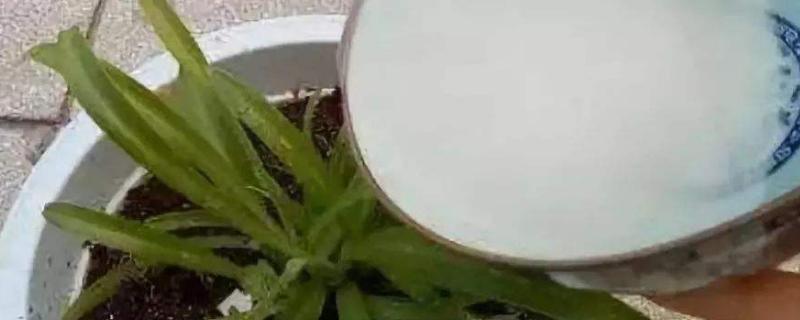 腐熟的淘米水是什么肥
