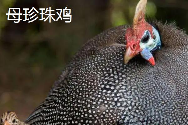 珍珠鸡怎么分公母，好养吗，肉质如何？一般几个月开始下蛋