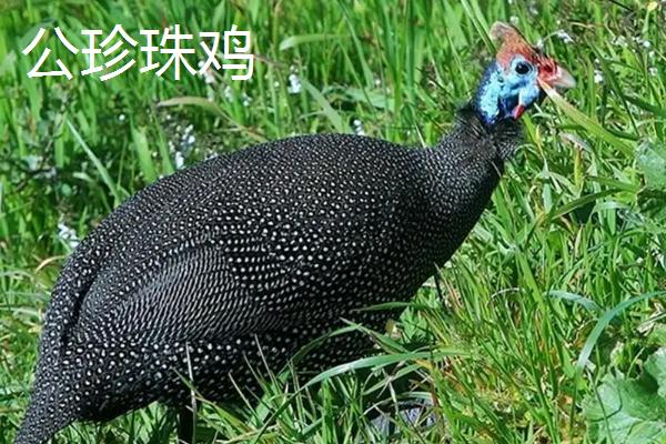 珍珠鸡怎么分公母，好养吗，肉质如何？一般几个月开始下蛋