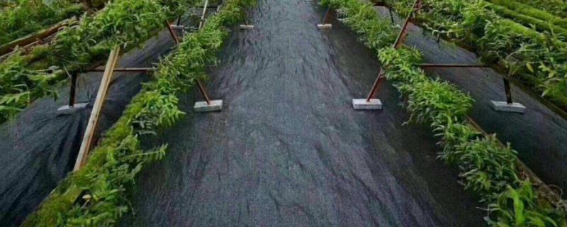 盖了防草布怎么施肥