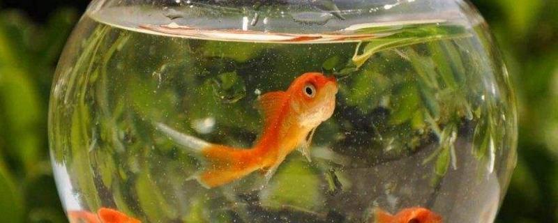 金鱼缸水浑浊原因和解决方案