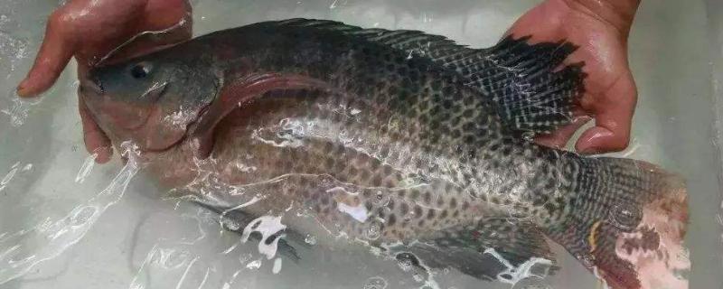 花雕鱼是淡水鱼吗
