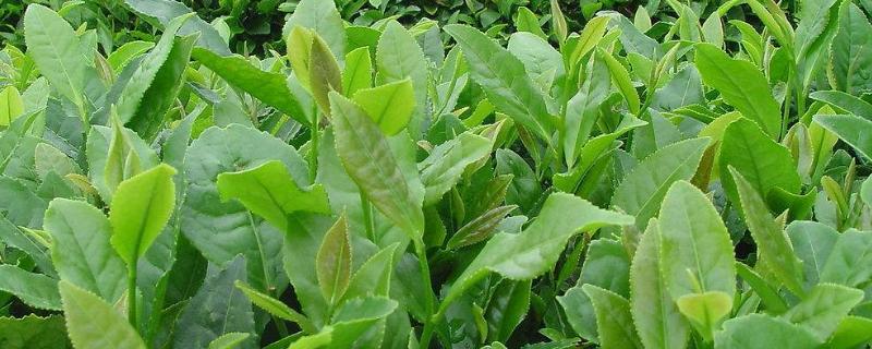 打不死茶叶的除草剂有哪些