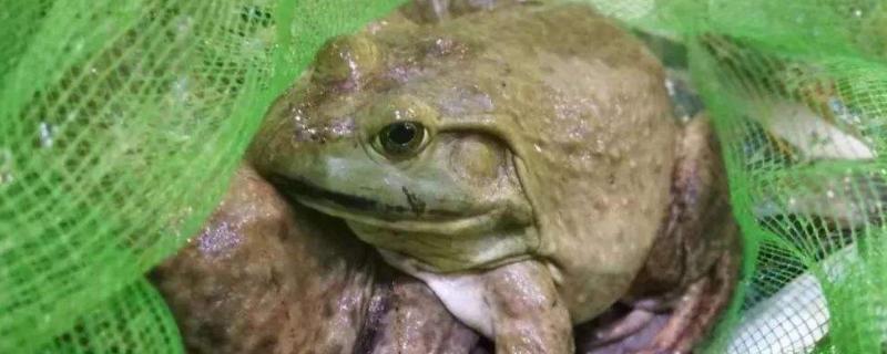 牛蛙养殖废水处理方案