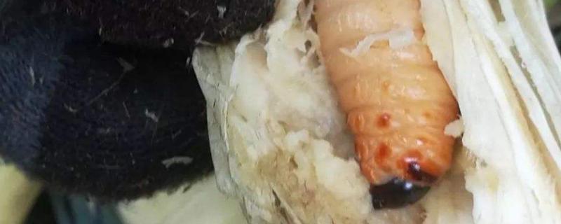 竹笋虫怎样养殖和繁殖