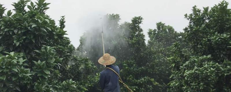 萘乙酸在果树上的使用方法
