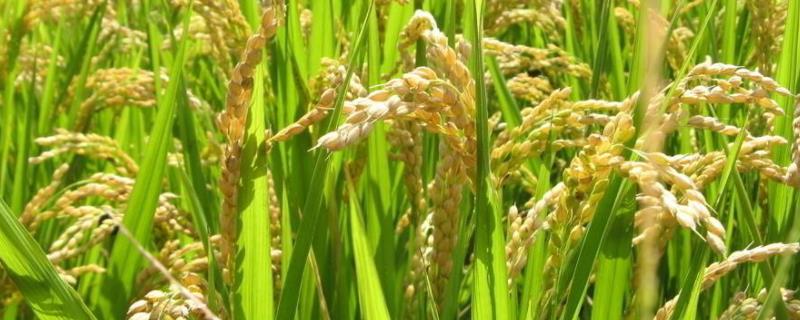 我国南方地区的粮食作物主要以什么为主