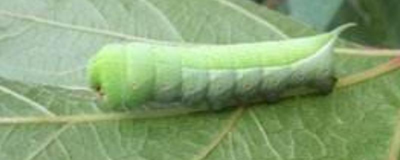 防治青虫特效药有哪些