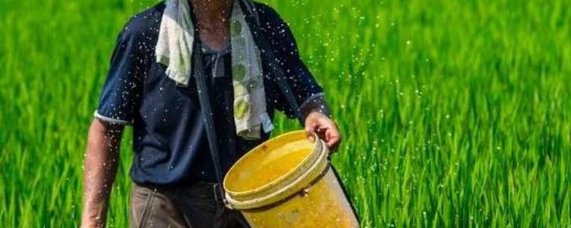 撒化肥三天才下雨有效吗