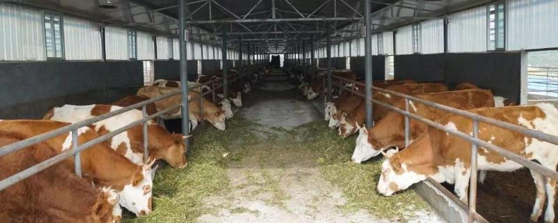 肉牛养殖技术