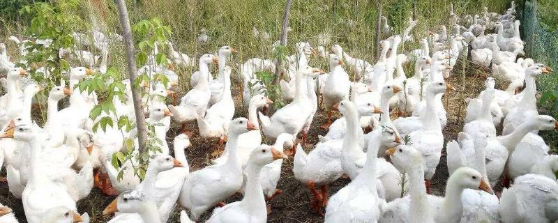 养鹅利润和成本核算
