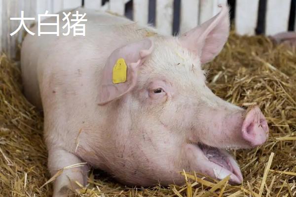 长白和大白猪耳朵区别，长白猪可以做母猪吗