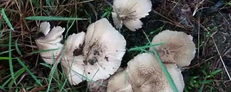 鸡纵花是什么
