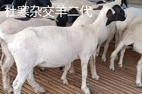 杜寒杂交羊一代与二代区别，一胎产几个