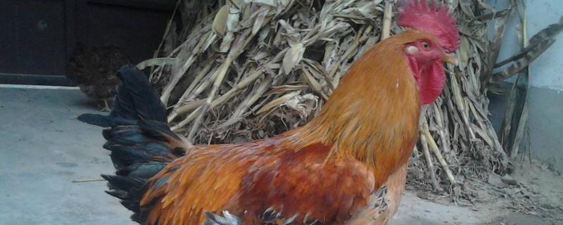 鸡光吃料不长肉是什么原因