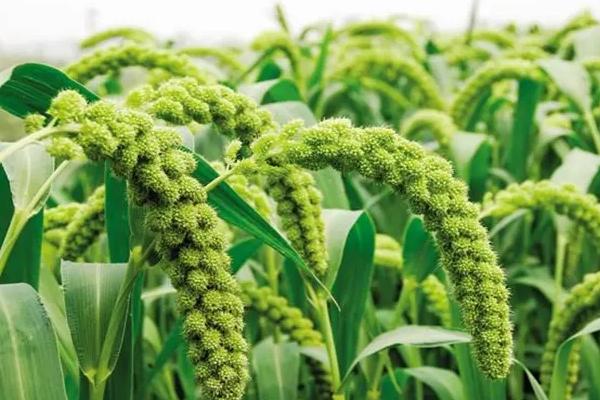 小米几月份收割，附种植时间和生长周期，每亩产多少