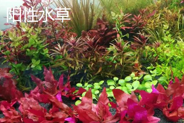 阴性水草和阳性水草的区别，光照如何控制