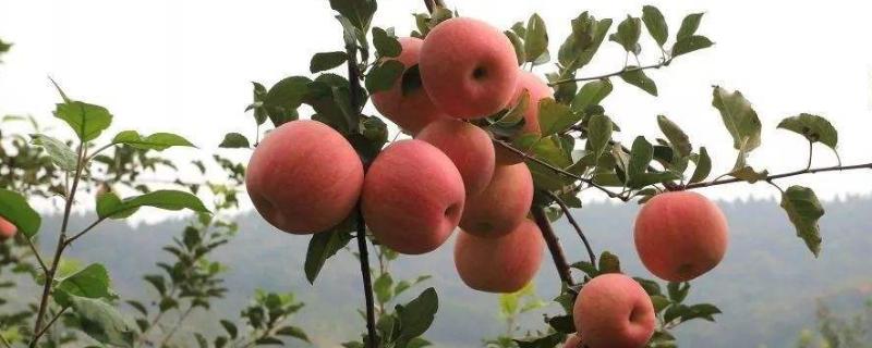 最常见的10种农作物有哪些