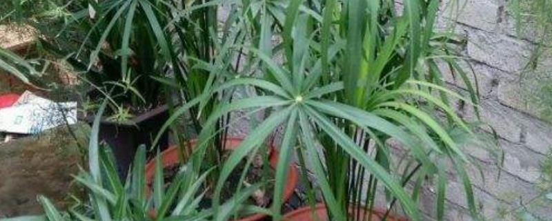 台湾竹的养殖方法