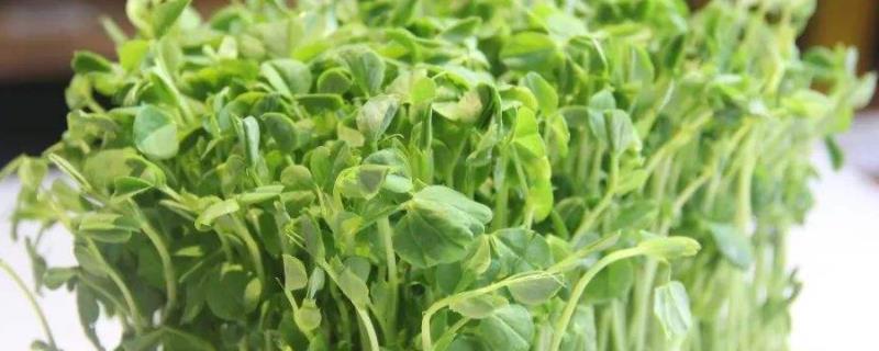 豆苗是用什么豆长出来的