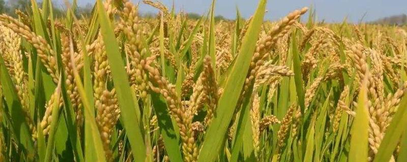 制作粽子的原料糯稻是什么授粉的