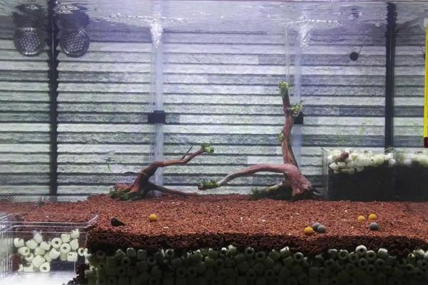 新开缸培养硝化菌步骤，放上几天水会清