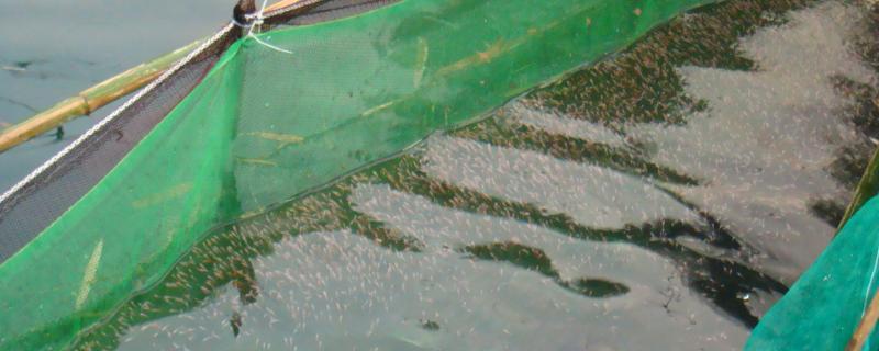 水产养殖8大水质指标分别是什么