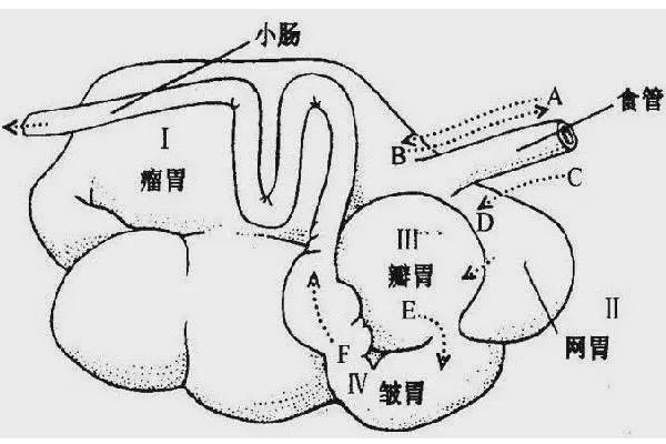 牛有几个胃分别是什么功能，吃食时有什么现象