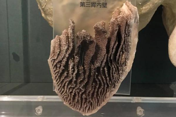 牛有几个胃分别是什么功能，吃食时有什么现象