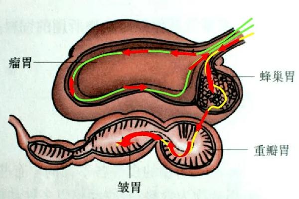 牛有几个胃分别是什么功能，吃食时有什么现象