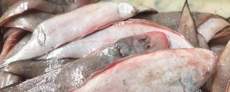 龙鳞鱼和龙利鱼区别