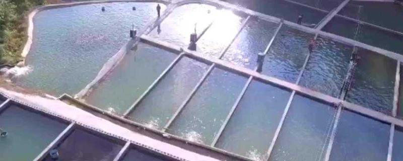 高密度圆筒养鱼技术