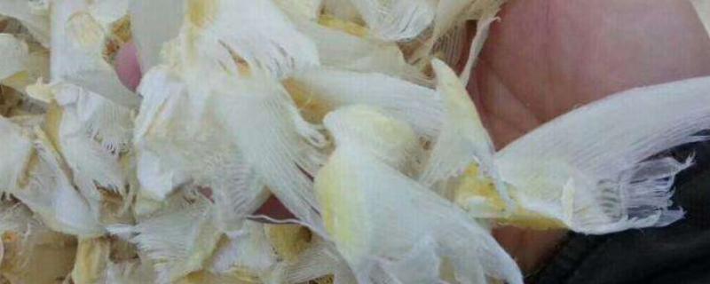 鱼翅哪里买