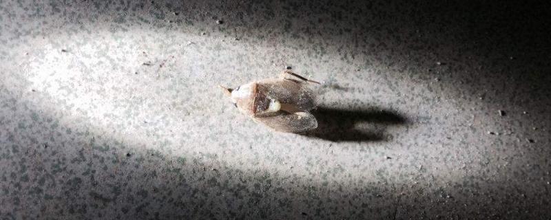 杀虫喷雾多久可以挥发完