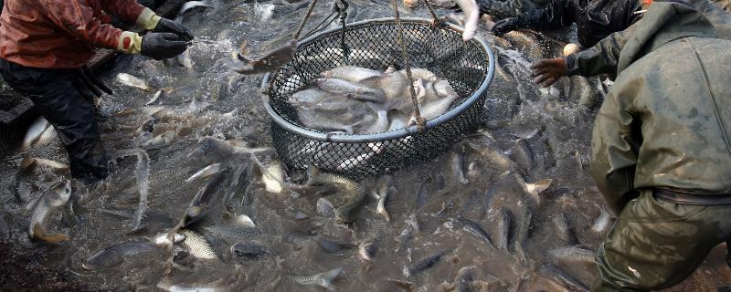 换水后鱼死了补救措施