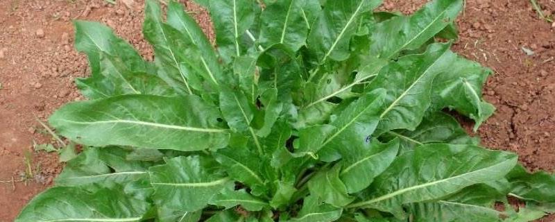 种植板蓝根一亩地需多少成本