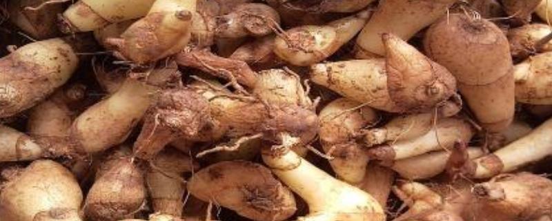 白芨一亩能产多少公斤