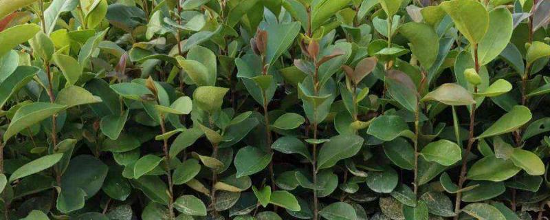 油茶种植管理技术