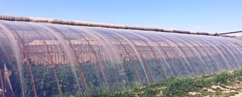 塑料大棚怎么搭建