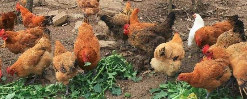大蒜能给鸡驱虫吗