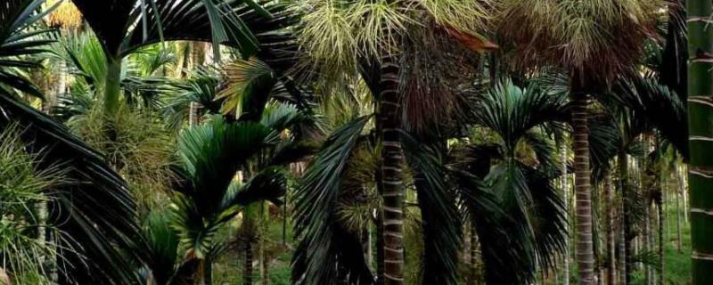 槟榔种植技术与栽培管理