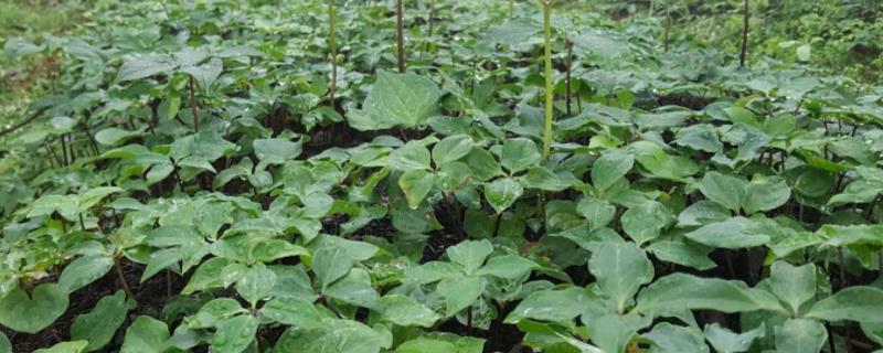 重楼种植技术与栽培管理