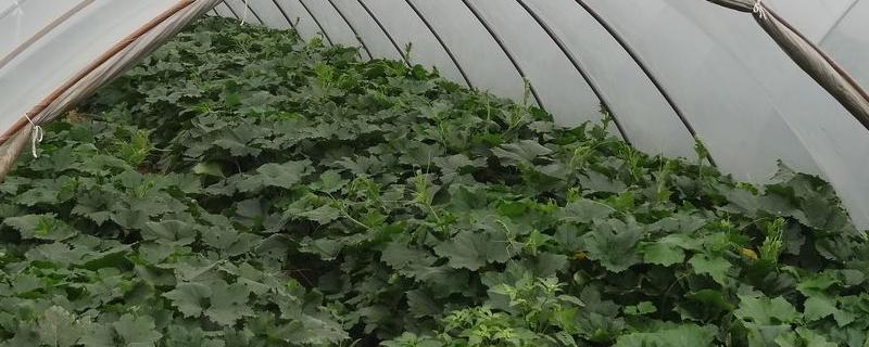 大棚菜的种植方法和管理