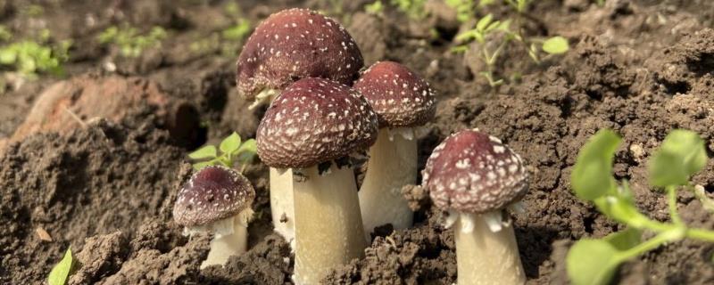 赤松茸种植技术及亩效益