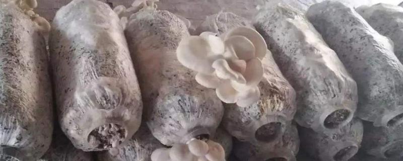玉米芯平菇种植最简单方法