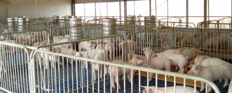 猪吃生玉米还是熟玉米有营养