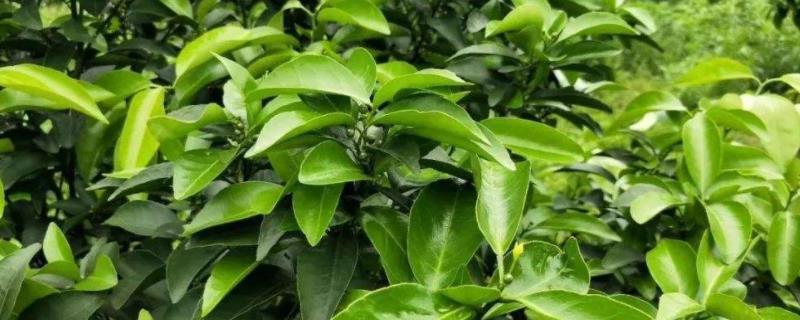 杀梢素有哪些药