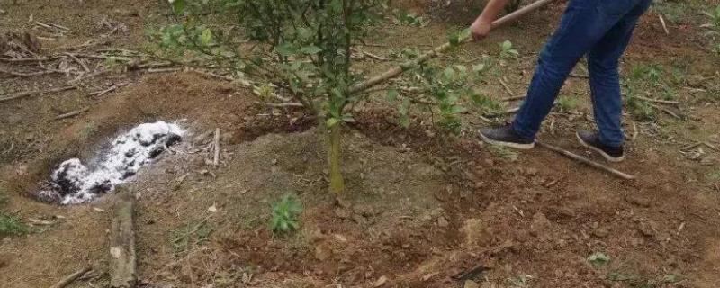 农作物使用什么肥过多易倒伏