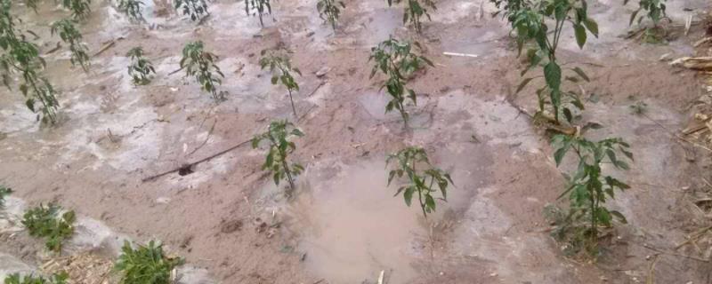 暴雨对农作物的危害