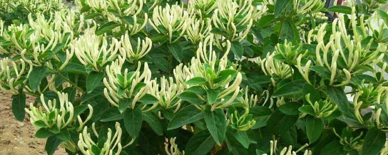农村药材种植项目